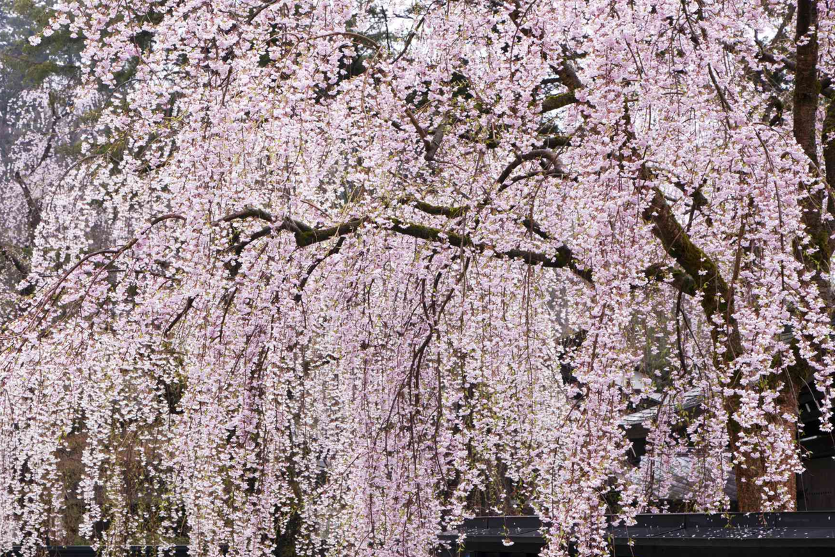 Weeping Cherry Tree - 2-3 Ft Live Flowering Tree, Bare Root, Spring Blooms, Hardy Zone 5, Prunus spp.