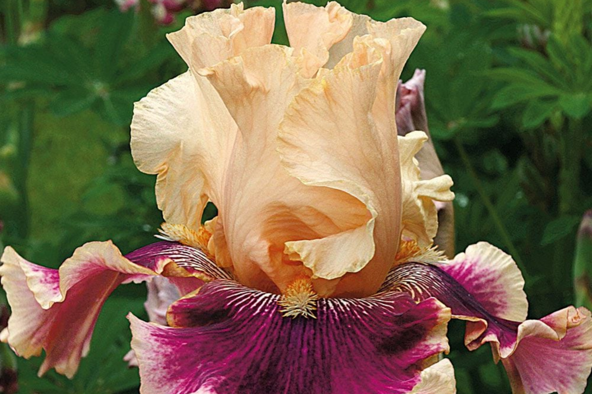 Skirting the Issue Iris Plant - Quart Pot, Apricot & Hot Pink Flowers, Iris germanica ‘Skirting the Issue’, Easy to Grow, Hardy Zones 3-10