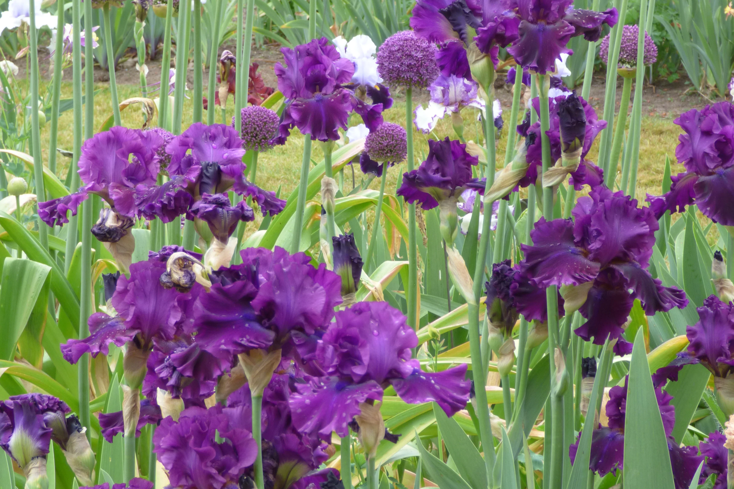 For Veronica Iris Plant - Quart Pot | Large Wine-Black Flowers | Perennial | Hardy Zones 3-10 | Deer & Drought Resistant