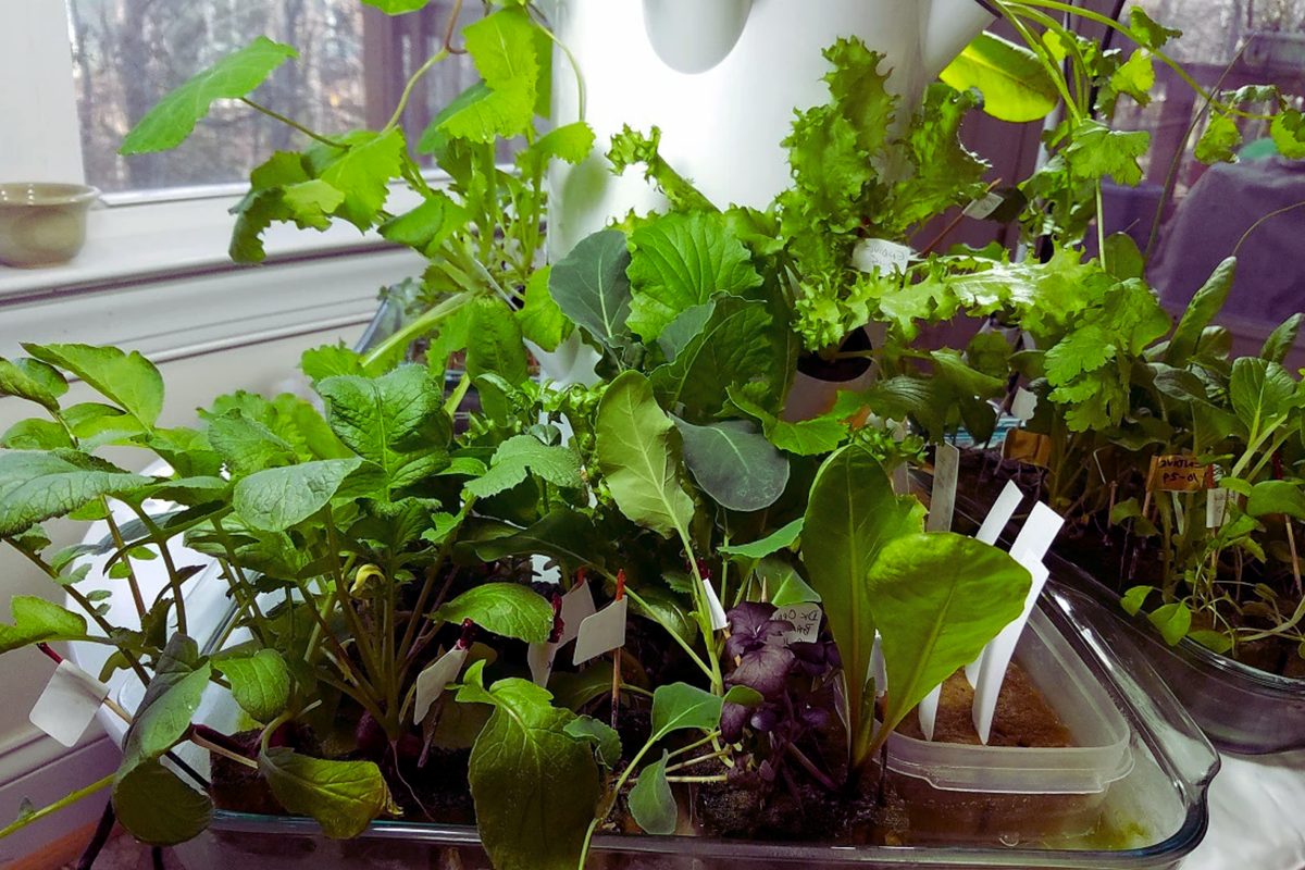 Tower Garden Seeds - Non-GMO Heirloom Vegetable & Herb Variety - Perfect for Hydroponic & Soil Planting - Varied
