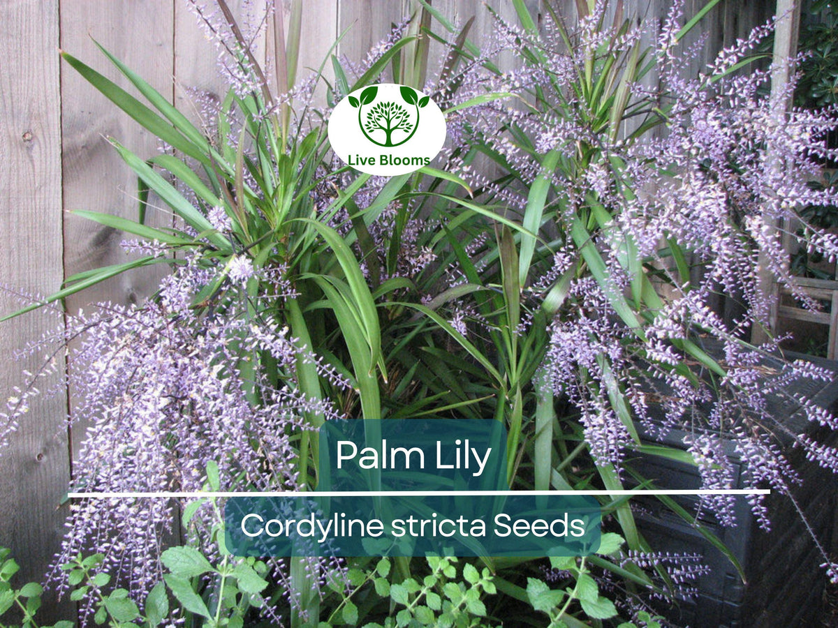 15 Palm Lily Seeds | Cordyline stricta | Easy Indoor Tropical Plant | Low Maintenance Non-GMO Decorative Houseplant