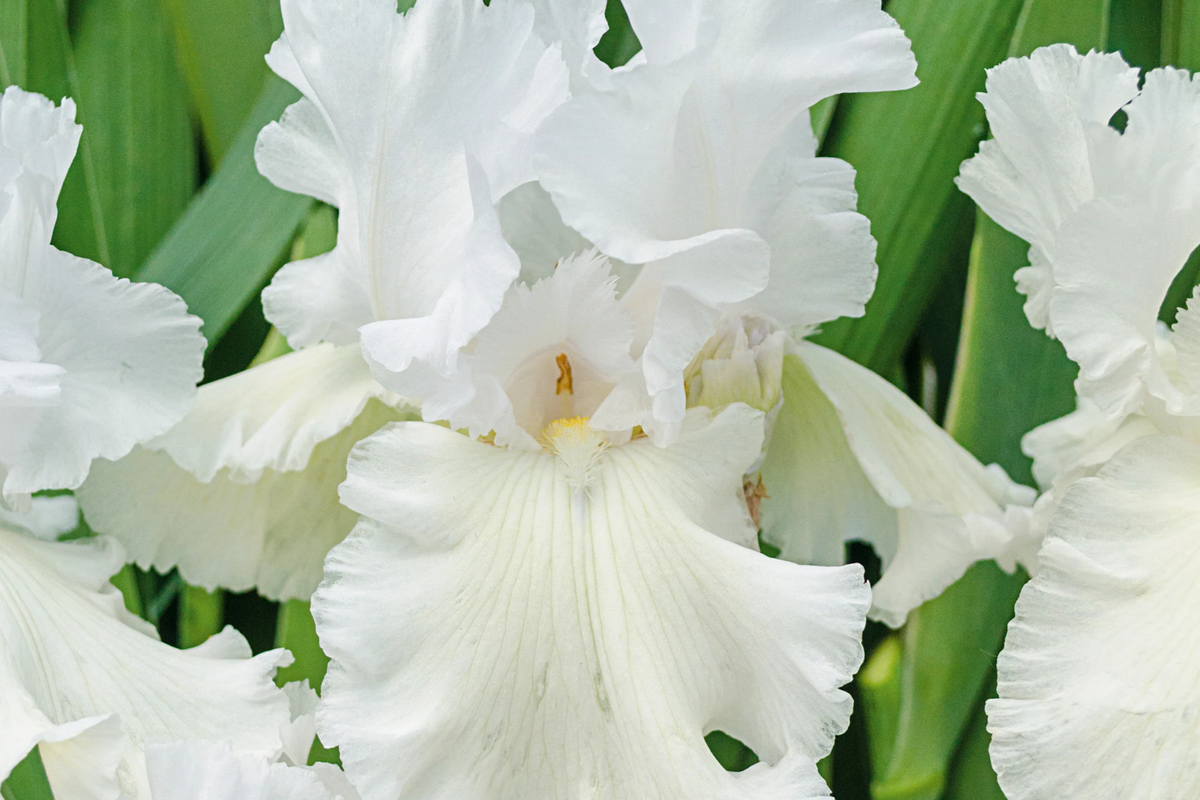 Immortality Iris Plant Quart Pot | Fragrant White Flowers | Reblooming Perennial | Iris 'Immortality' | Deer Resistant Zones 3-10