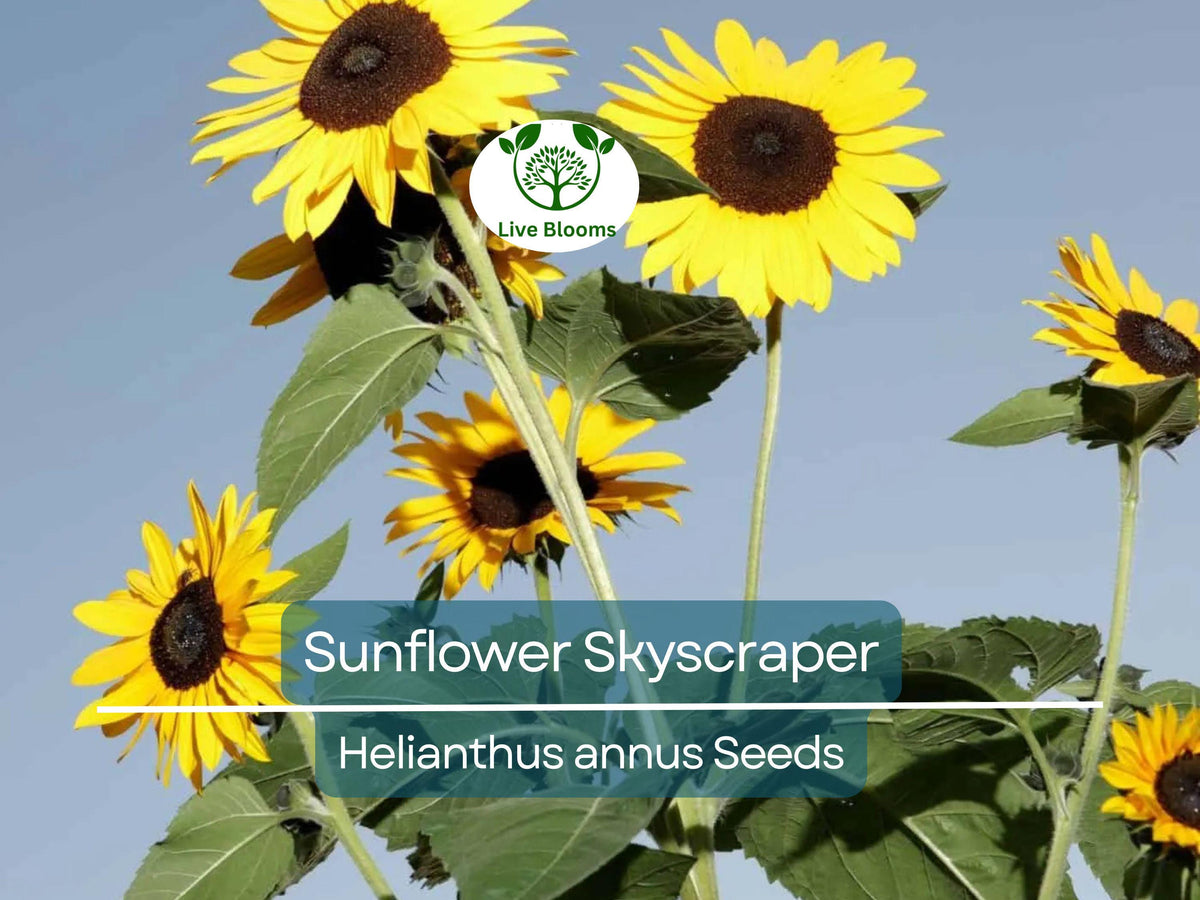 Sunflower Seeds - 20 Premium Helianthus annuus Skyscraper - Giant Edible Flowers, Heirloom Non-GMO, Pollinator-Friendly Garden Seeds