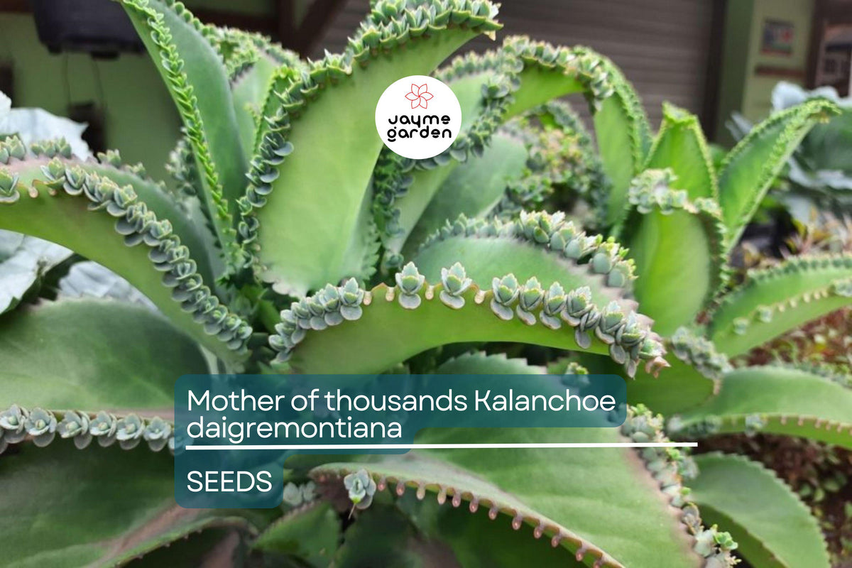 Christmas Cactus Starter Plant - Miss Shimano - Schlumbergera Truncata - Well-Rooted Indoor Cactus for Holiday Decor