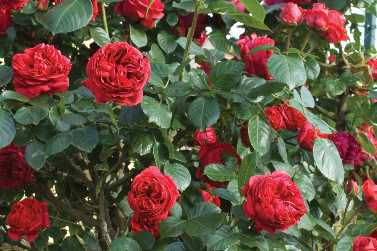 Red Eden Climbing Rose Plant 1.5 Gal | Crimson Blooms 100+ Petals | Fragrant Tea Scent | Rosa 'Red Eden' PP#15052