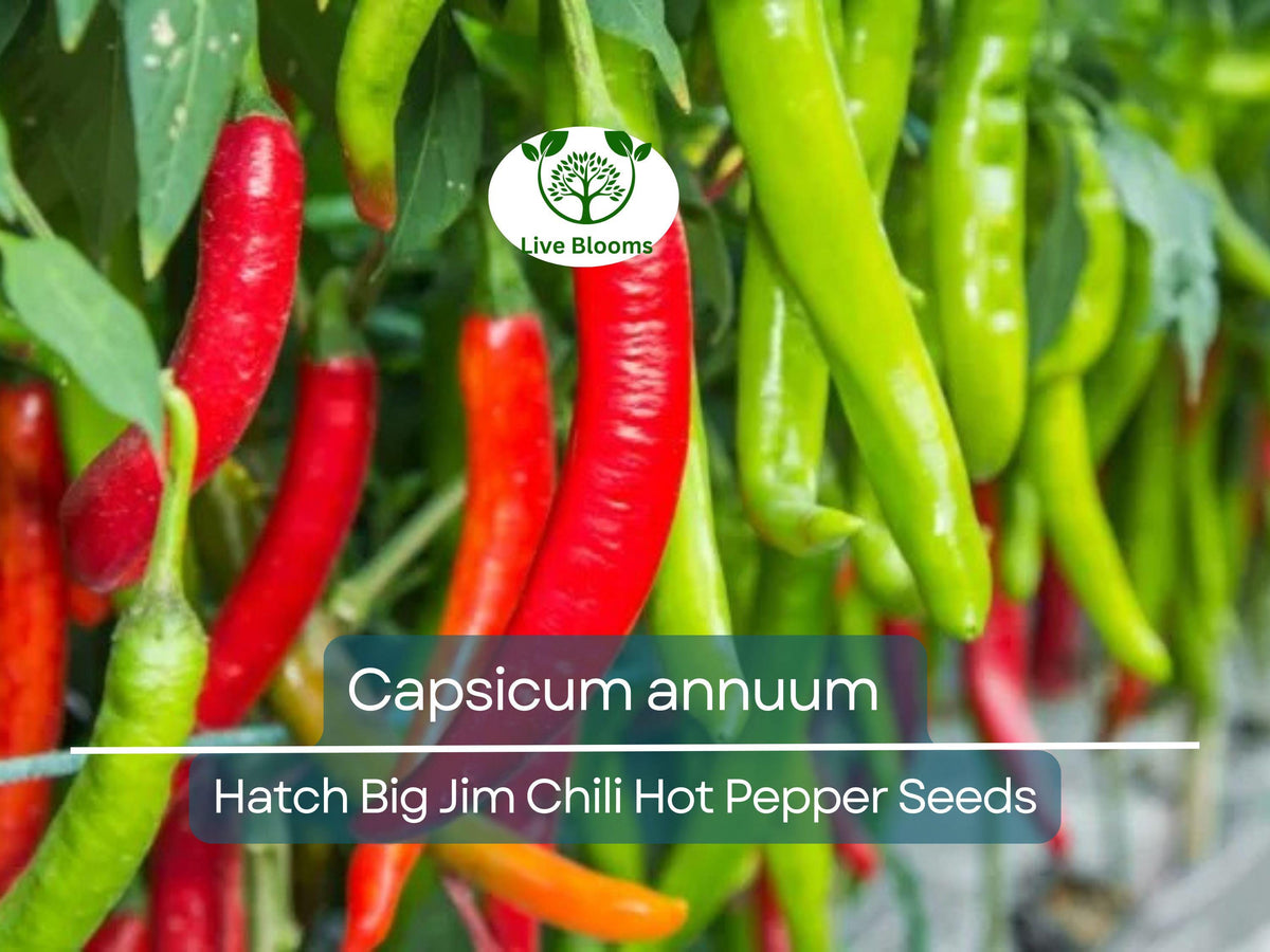 30 Seeds Hatch Big Jim Chili Pepper - Capsicum annuum | Heirloom Hot Pepper for Gardening & Flavorful Harvests