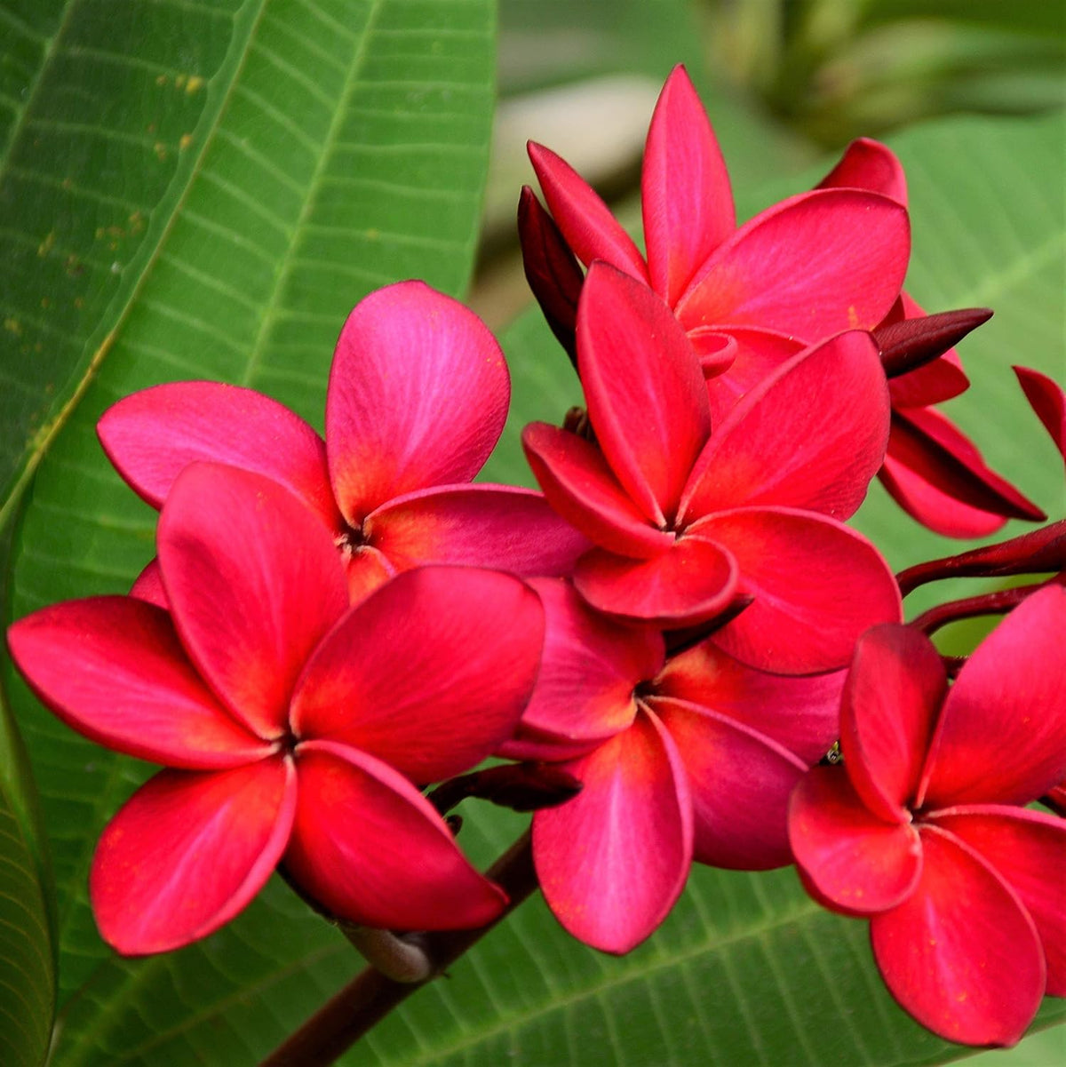 Red Hawaiian Plumeria Cutting | 9-12" Unrooted Stem | Fragrant Frangipani Flower | Plumeria rubra for Tropical Gardens