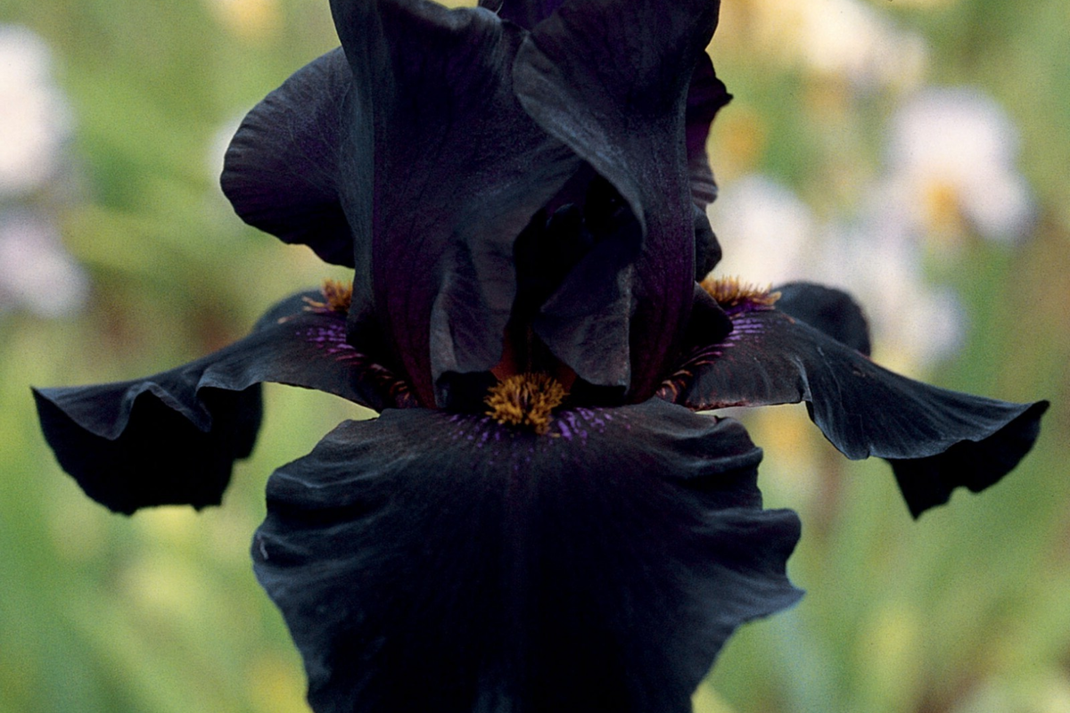Old Black Magic Iris Quart Pot | Fragrant Black Flowers | Hardy Perennial | Iris germanica 'Old Black Magic' | Zones 3-10