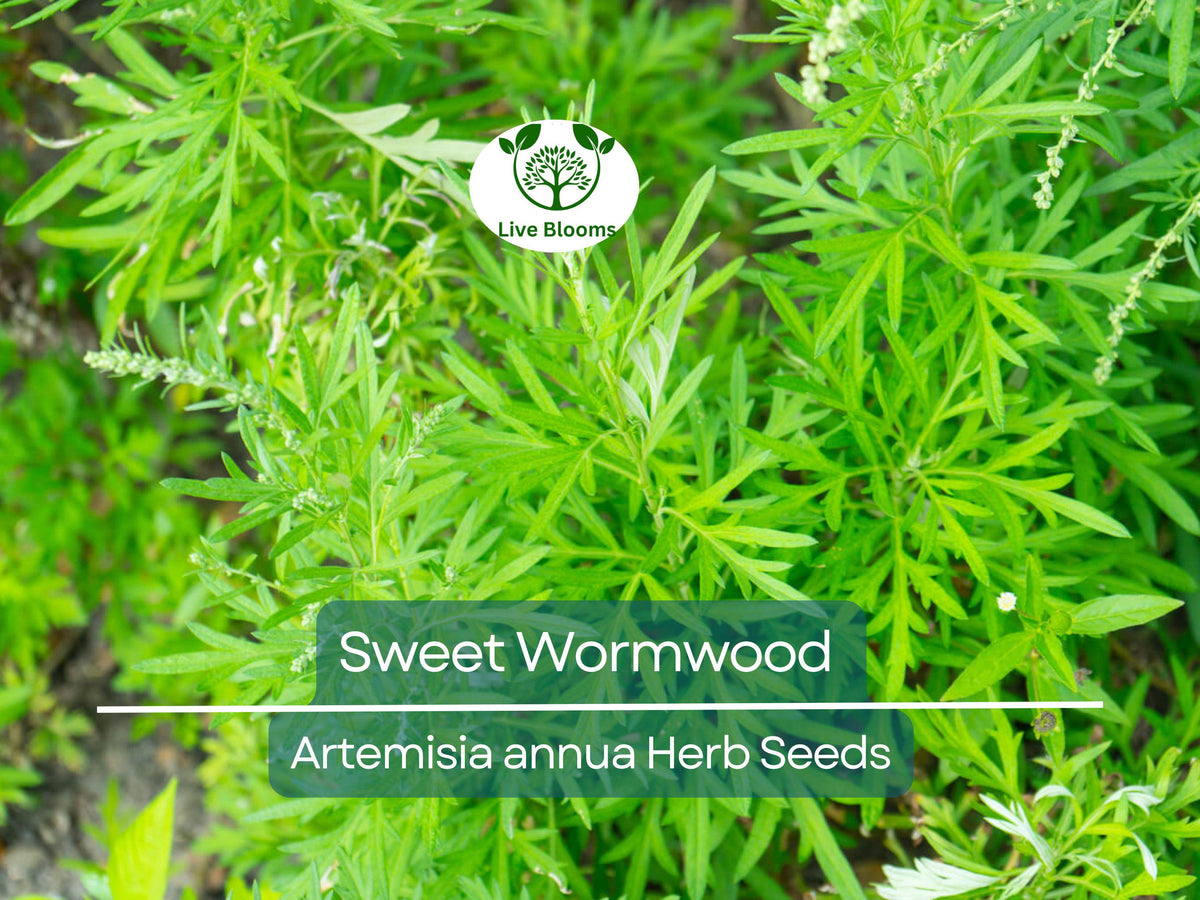 1000 Sweet Wormwood Seeds, Aromatic Herb (Artemisia annua), Sweet Annie Sagewort, Drought-Tolerant for Garden & Tea