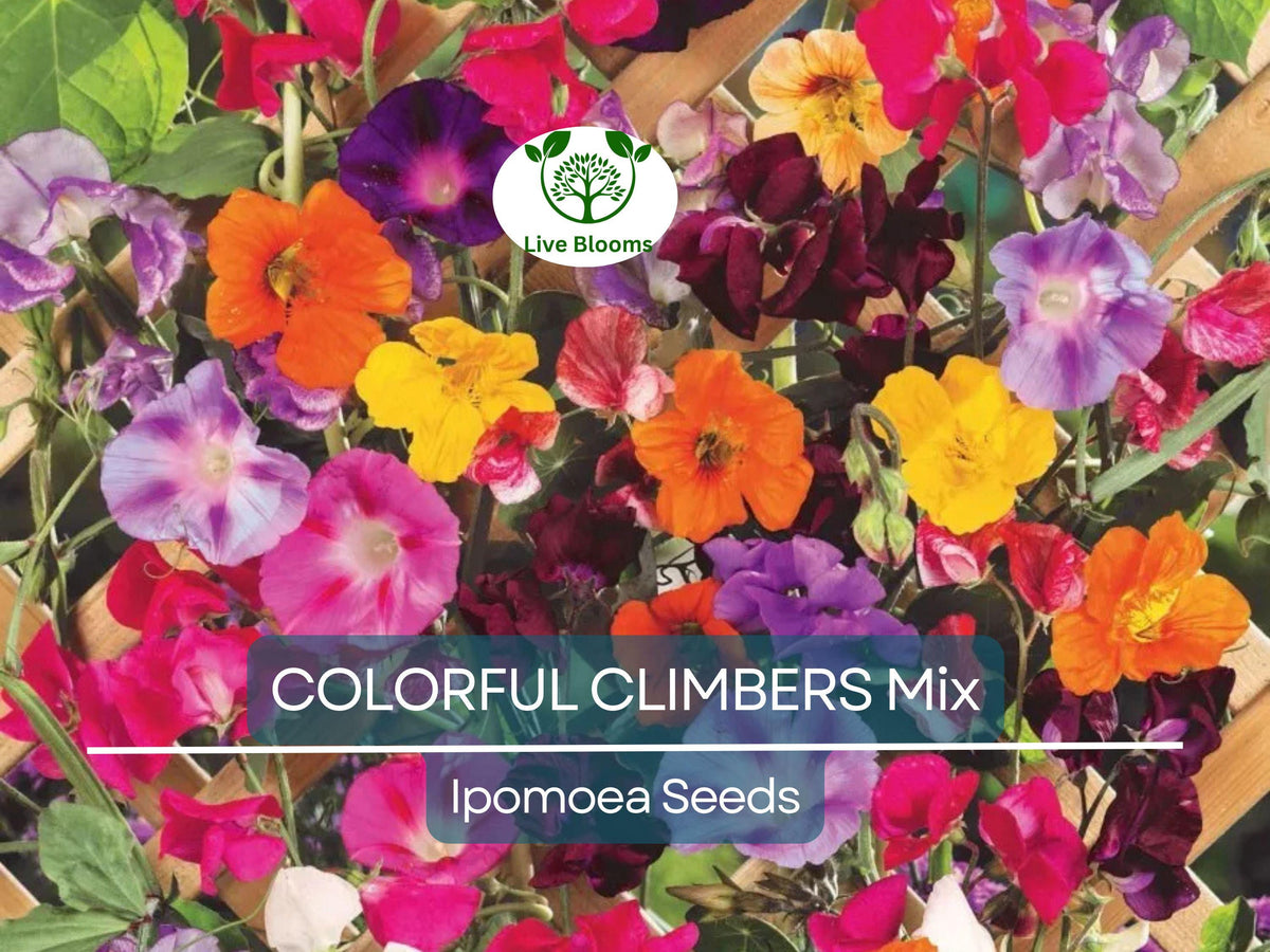 Gladiolus Bulbs 15 Mixed Colors Perennial Flowers Gladiolus hortulanus - Easy to Grow for Garden & Container Planting