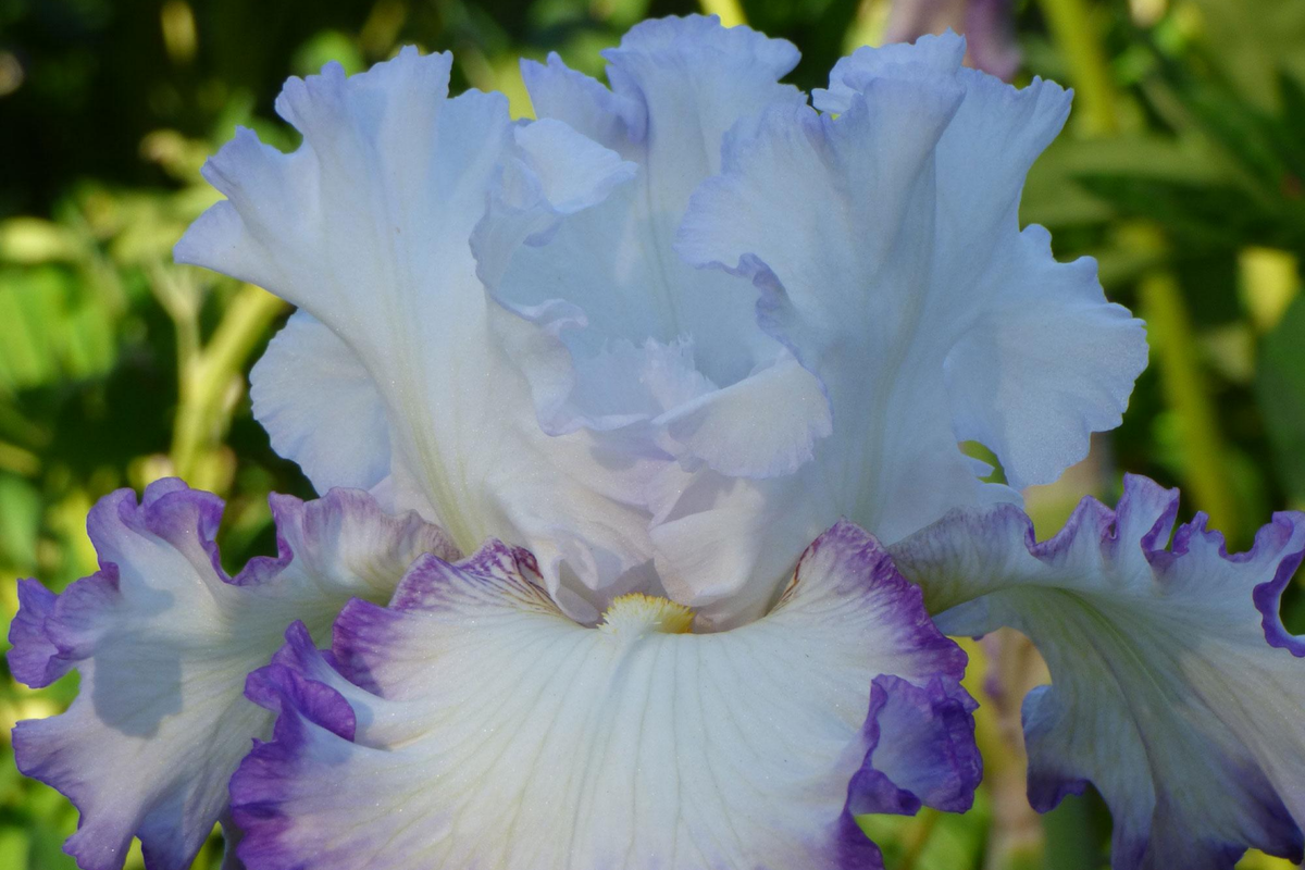 Center Ice Iris Plant - Quart Pot | Purple & White Bearded Iris | Iris germanica 'Center Ice' | Hardy Perennial Zones 3-10