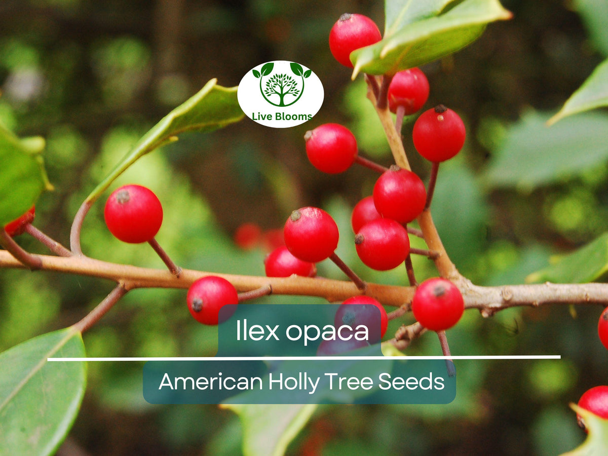American Holly Seeds 500 mg | Ilex Opaca | Evergreen Shrub for Wildlife & Landscaping | Glossy Green Leaves, Red Berries