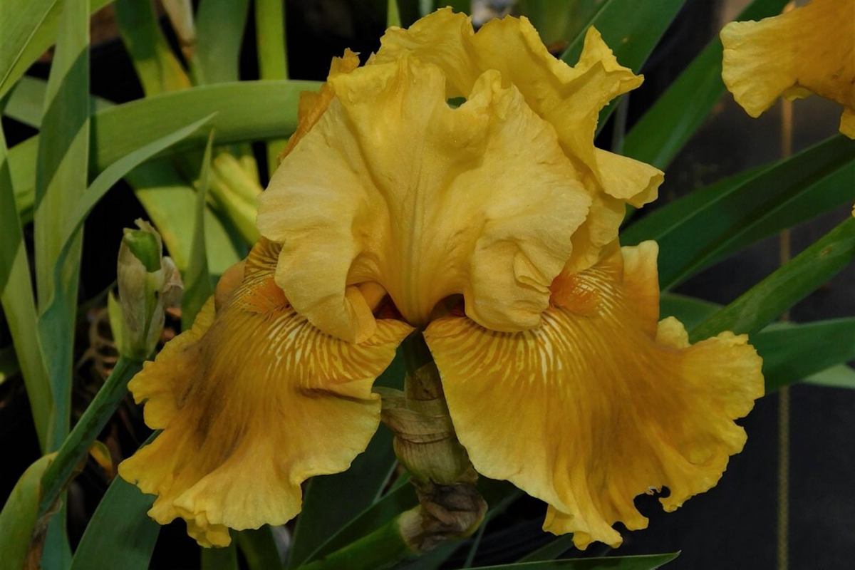 Oregon Firestorm Iris Quart Pot | Yellow Reblooming Perennial | Deer-Resistant, Drought-Tolerant | Iris germanica 'Oregon Firestorm'