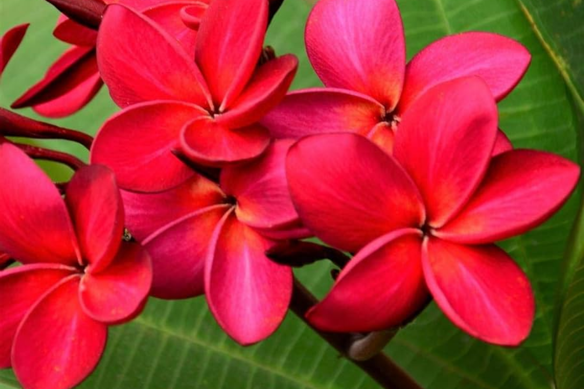 Hawaiian Red Plumeria Plant 8" Rooted Frangipani Mavina - Fragrant Tropical Flower for Gardens and Containers