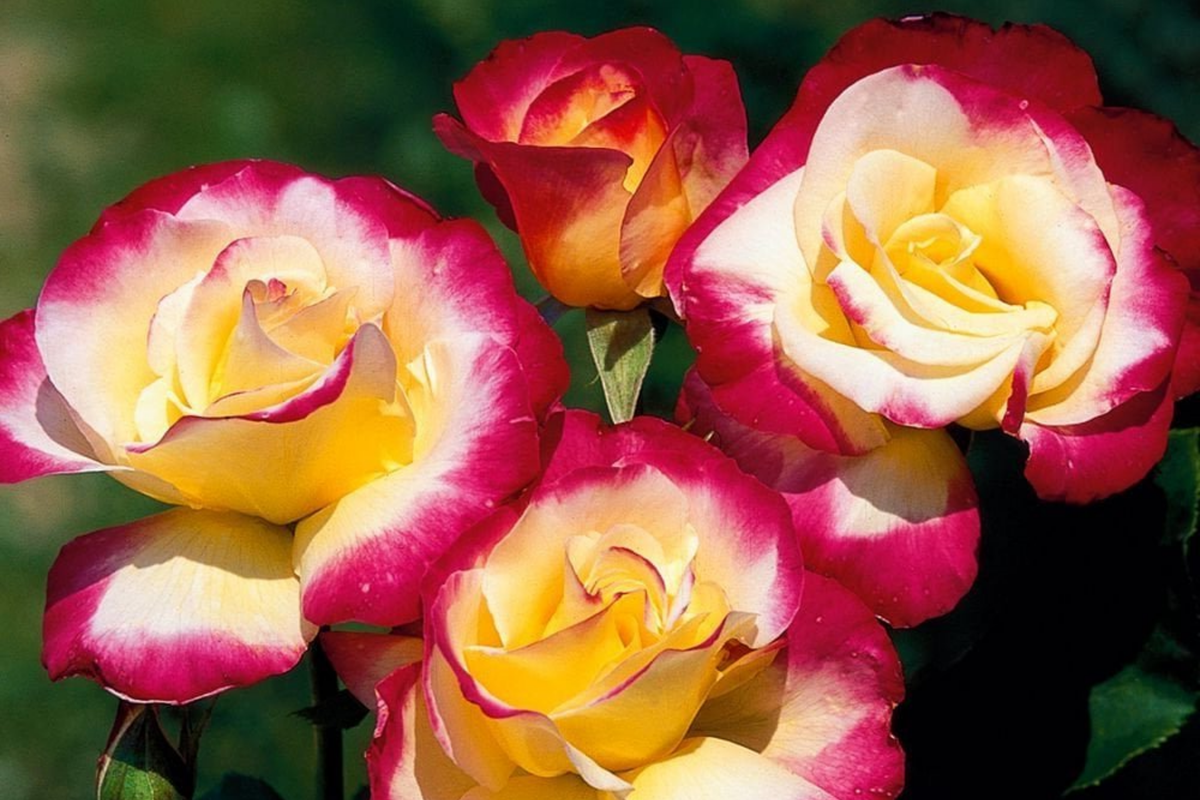 Double Delight Rose Stems - 5 Fragrant Bicolor Planting Stems, Hybrid Tea Rose, Perfect for USA Gardens