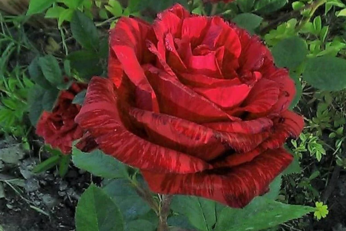 Red Intuition Grandiflora Rose Cuttings - 3 Unrooted Cuttings, Rosa 'Red Intuition', Vibrant Red Blooms, Easy to Grow