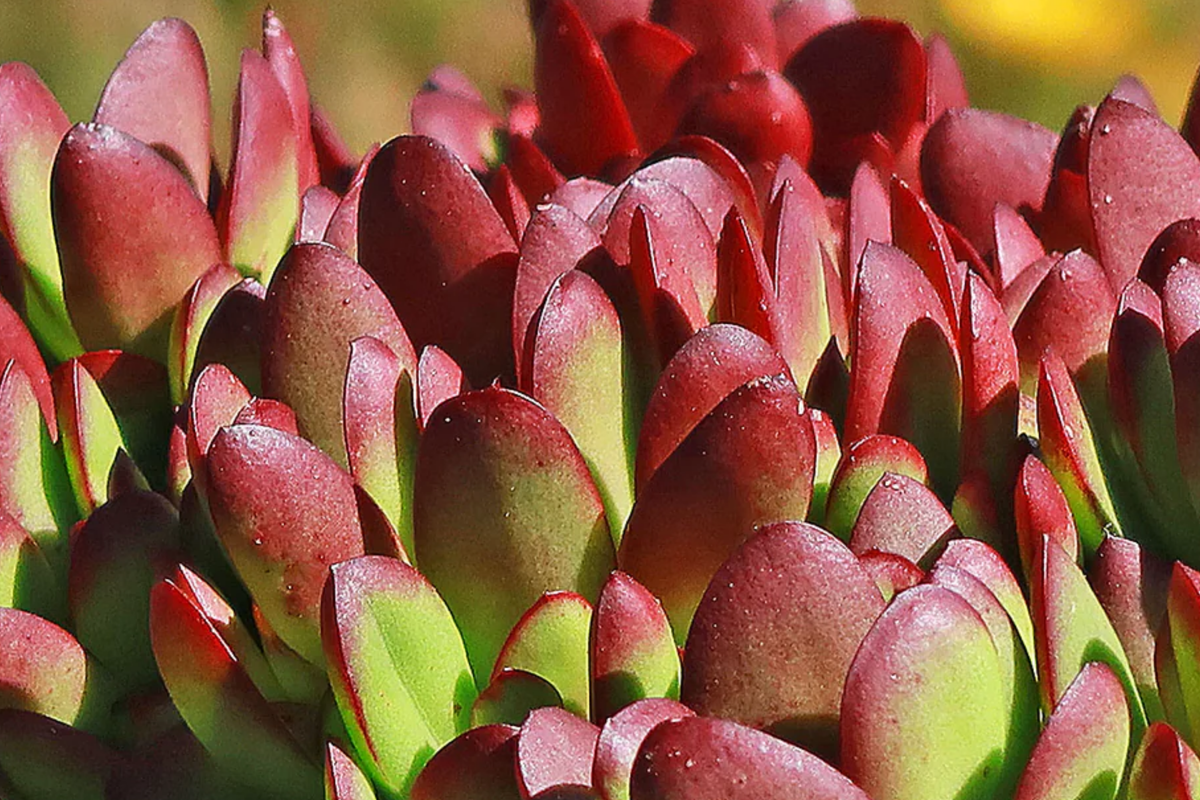 3 Unrooted Crassula Platyphylla Burgundy Cuttings - 1.5" Diameter - Color-Changing Succulent Starter - Easy to Root