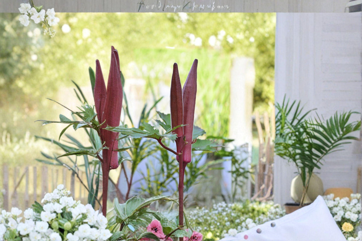 Christmas Cactus Starter Plant - Miss Shimano - Schlumbergera Truncata - Well-Rooted Indoor Cactus for Holiday Decor