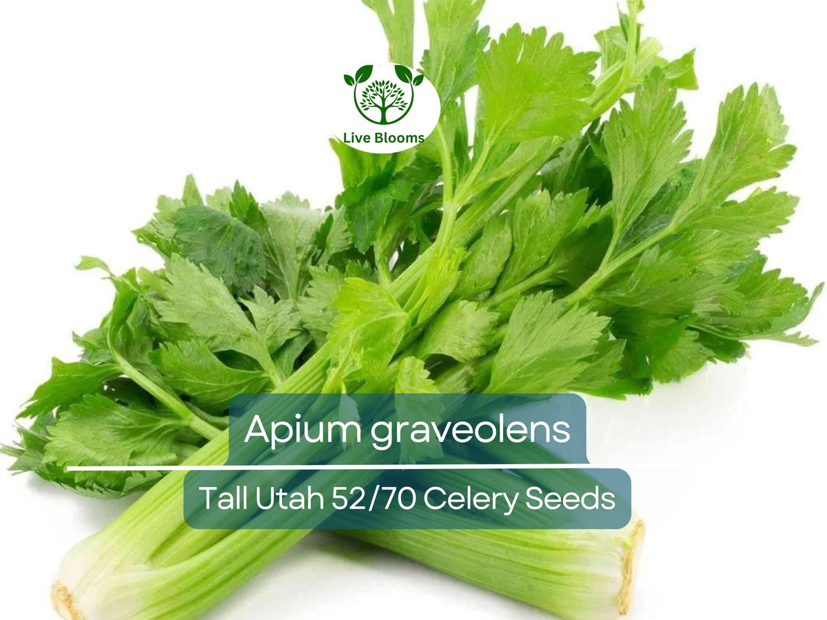 2500 Seeds Celery Tall Utah 52/70 Heirloom (Apium graveolens) - Crisp Stalks for Cooking & Salads, High Yield Gardening Seeds