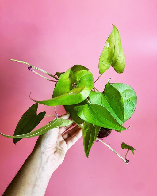 Ube (Dioscorea alata)
