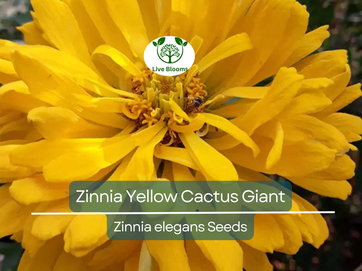 100 Zinnia Seeds Yellow Cactus Giant - Non-GMO Heirloom, Easy to Grow, Cut Flower Garden, Zinnia elegans