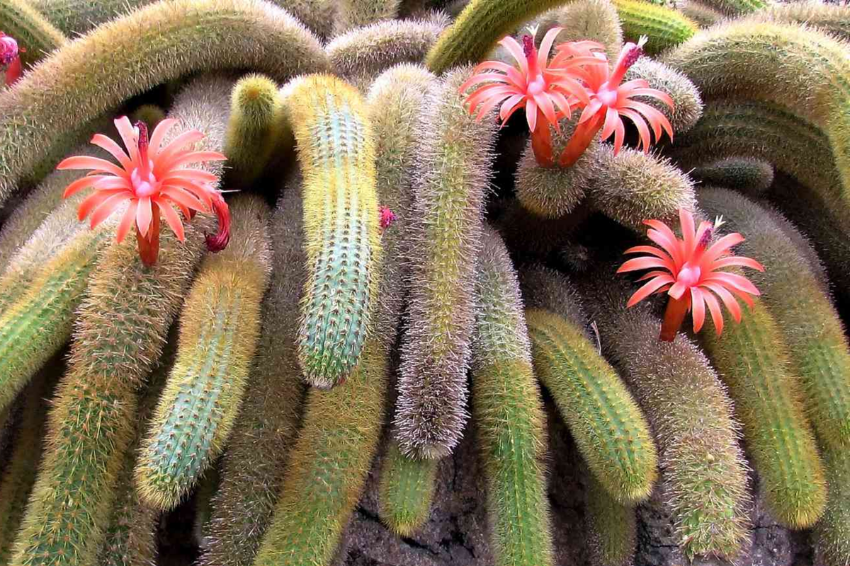 Monkey Tails Cactus Cutting 5" Rare Spiny Cactus Cleistocactus winteri for Collectors
