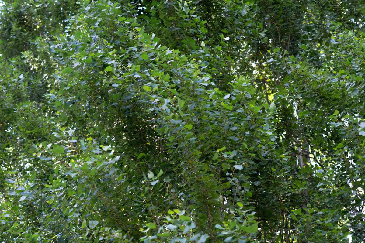 Lombardy Poplar Tree Cuttings - 2 Live Fast-Growing Privacy Trees - Populus nigra 'Italica' - Columnar Shape, Green Foliage