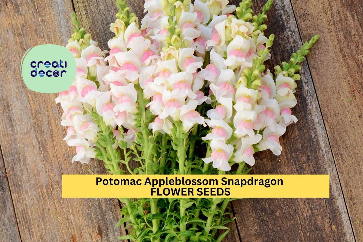 Christmas Cactus Starter Plant - Miss Shimano - Schlumbergera Truncata - Well-Rooted Indoor Cactus for Holiday Decor