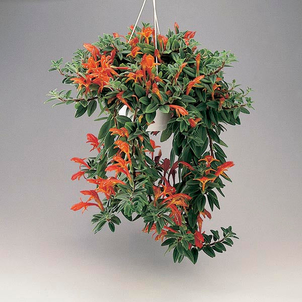 3 Stems Goldfish Plant Starter - Rare Red Blooms, Easy Indoor Houseplant, Columnea gloriosa - Rooted & Ready to Grow