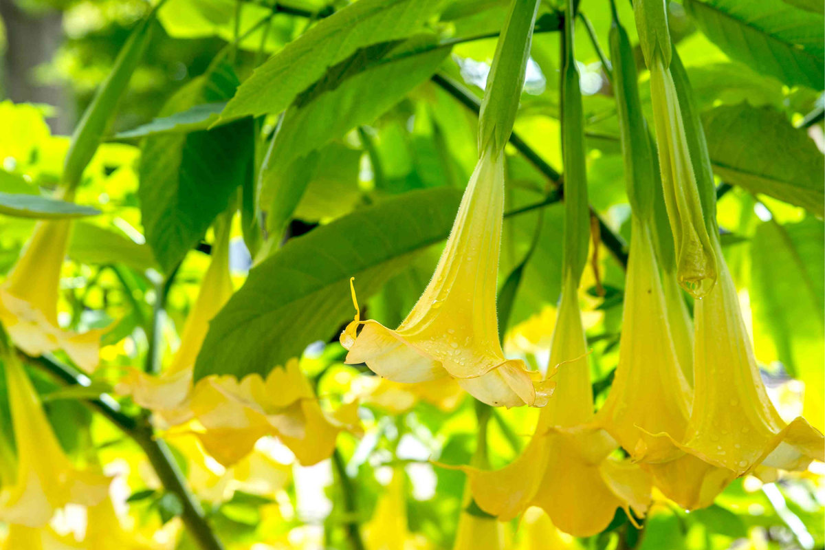 Brugmansia Angel Trumpet Cutting | 4" Unrooted | Exotic Yellow Flowers | Fast-Growing Tropical Plant | Easy to Grow