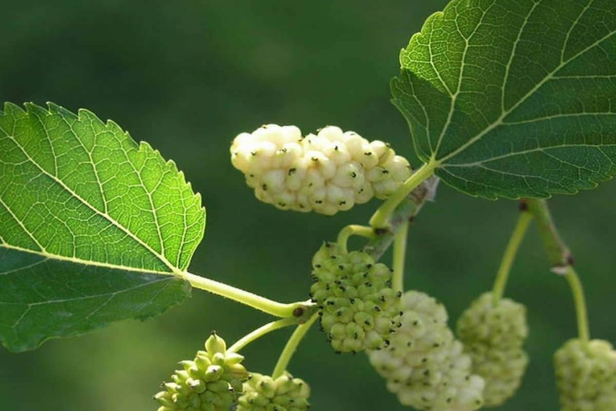 10X White Mulberry Cuttings 6-8" Organic Morus Alba | Fast Growing Cold Hardy Fruit Tree | Easy to Root Sweet Berries