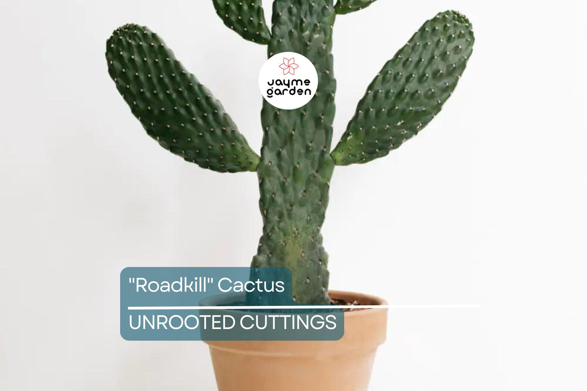 Christmas Cactus Starter Plant - Miss Shimano - Schlumbergera Truncata - Well-Rooted Indoor Cactus for Holiday Decor