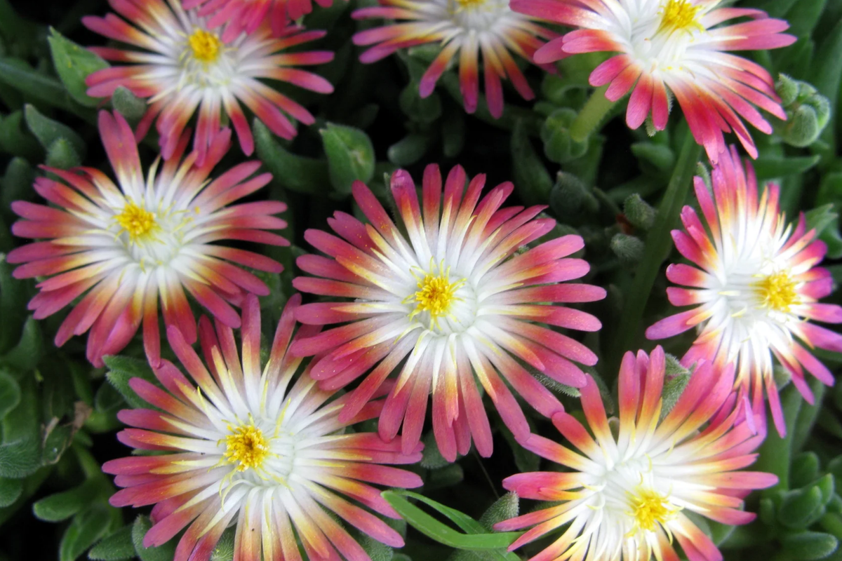 Jewel of Desert Ruby Ice Plant Cuttings (12) | Delosperma Cooperi | Drought-Tolerant Succulent Groundcover for Gardens