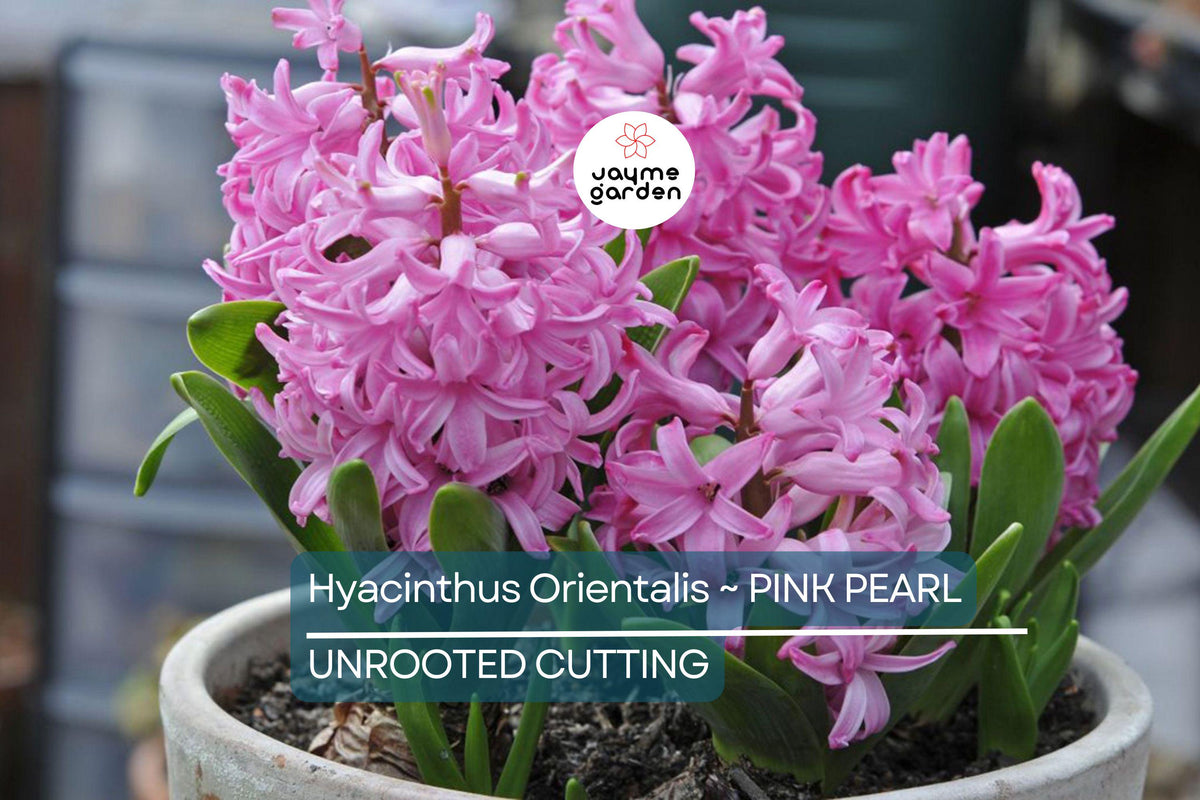 Christmas Cactus Starter Plant - Miss Shimano - Schlumbergera Truncata - Well-Rooted Indoor Cactus for Holiday Decor