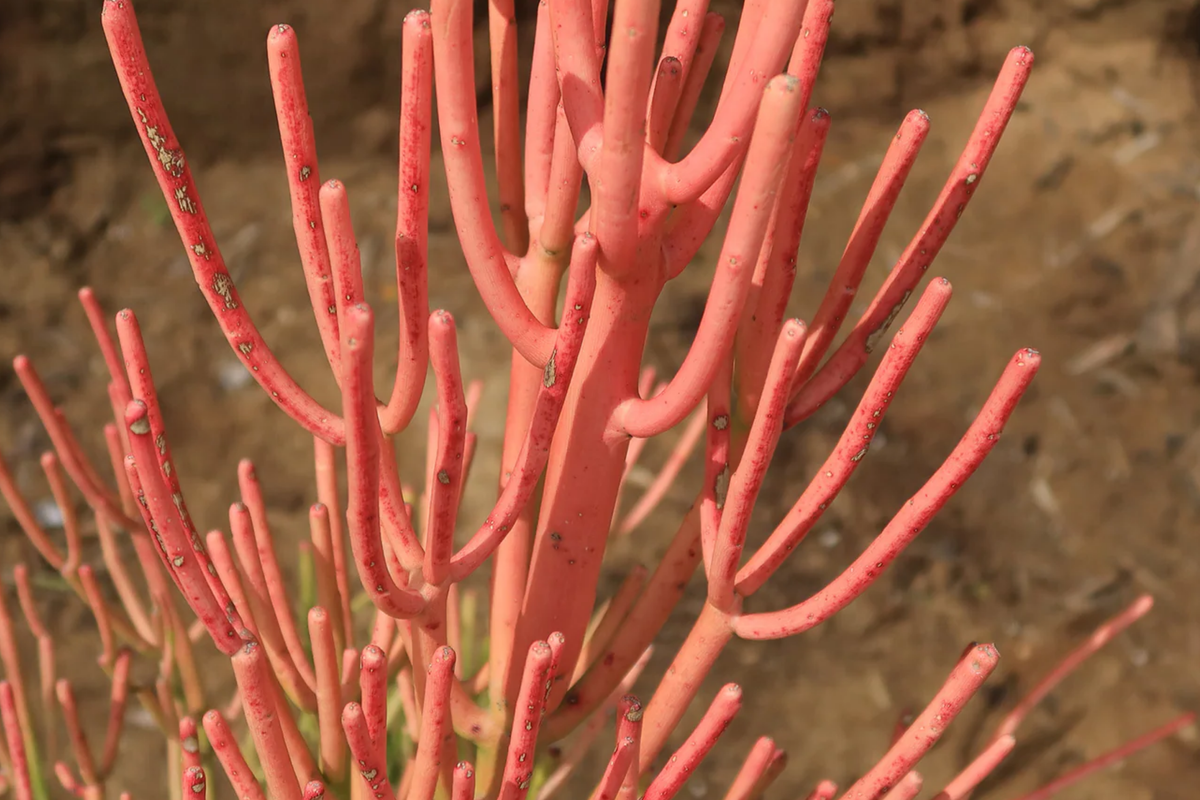 15 Firestick Pencil Cactus Cuttings 8-12" Thornless Euphorbia Tirucalli Succulent Easy Care Drought Tolerant Plant