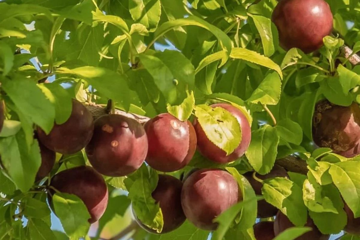 Burbank Plum Scion Cuttings 6-10 Inches | Prunus domestica | High-Quality Grafting & Rooting | Fresh Fruit Tree Cuttings