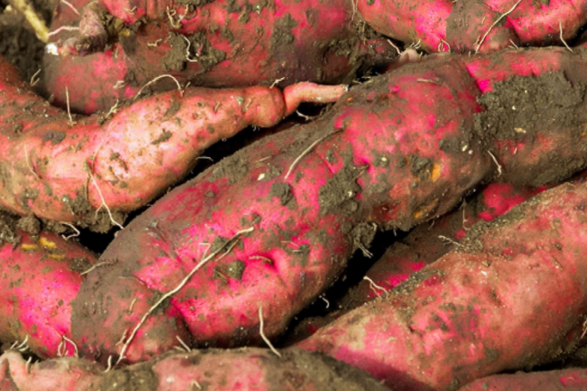 3 Rooted White Sweet Potato Plants in Pot | Live Cutting Vine Ready to Plant | Ipomoea batatas