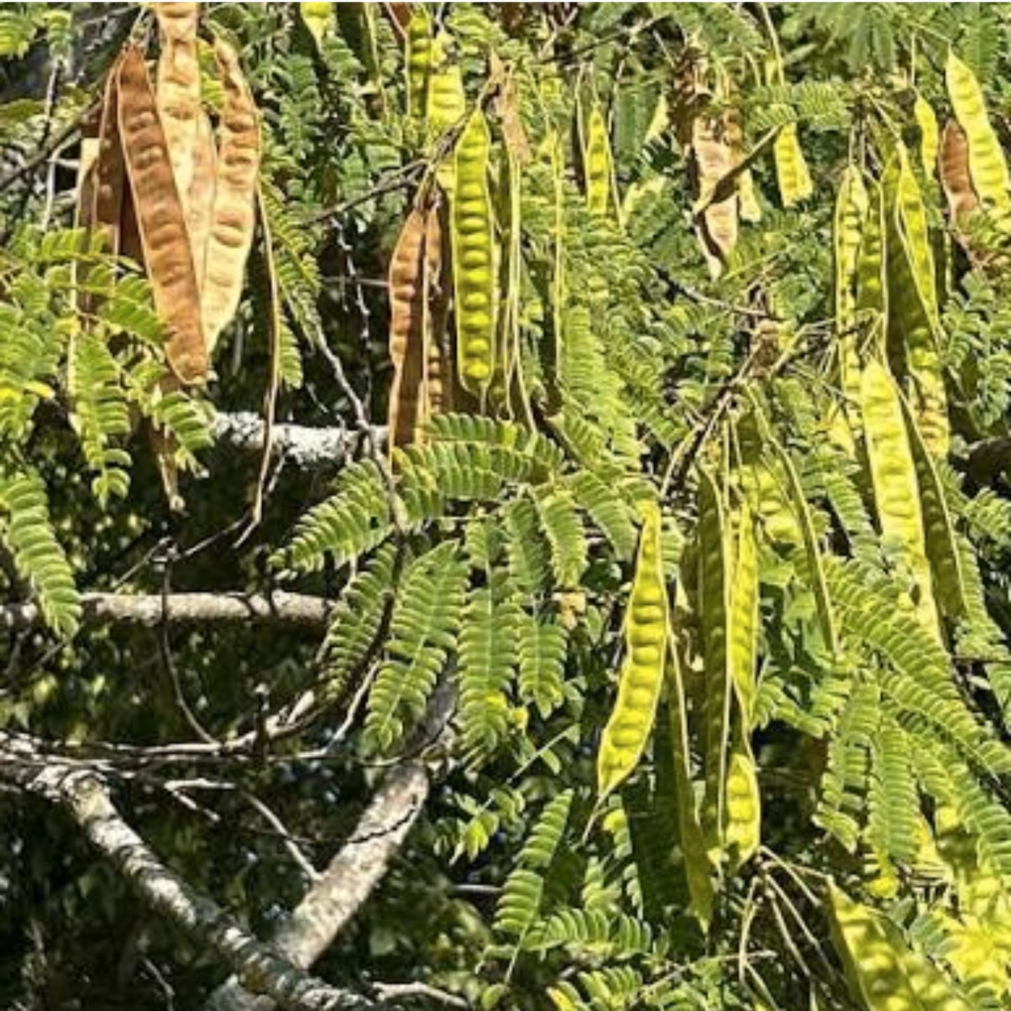 Mimosa Tenuiflora Seeds Pods - 10 Organic Seeds for Planting - Drought-Resistant Variety - Mimosa Hostilis