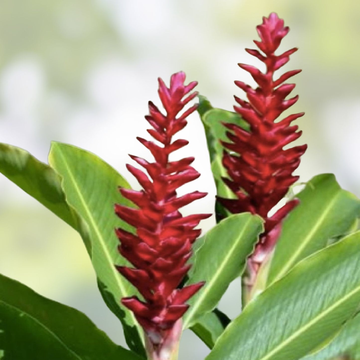 Hawaiian Red Ginger Starter Plant - Small Rooted - Alpinia Purpurata - Tropical Garden Accent