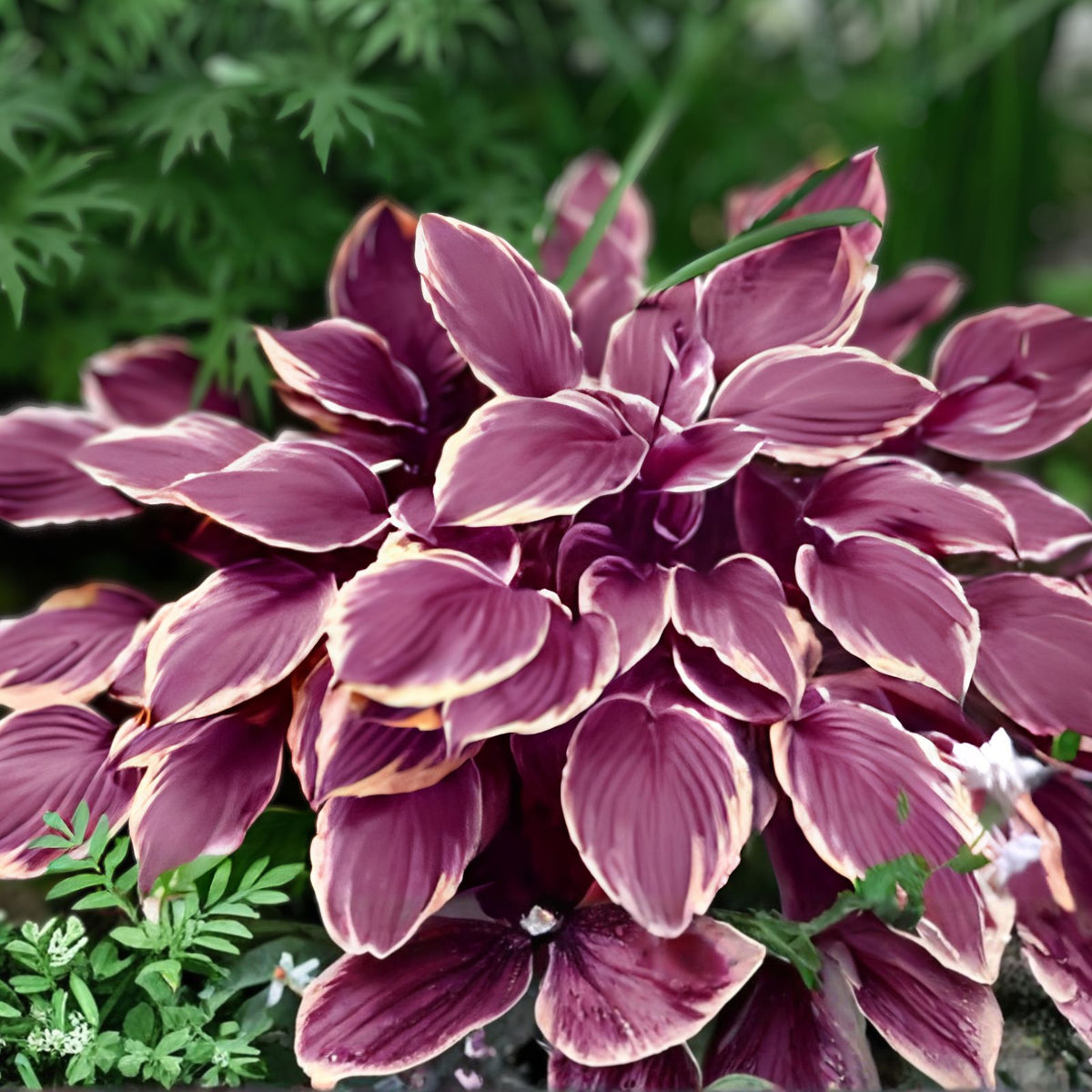 Hosta Seeds - 200+ Perennial Shade Garden Plants - Easy Grow Outdoor Foliage - Hosta spp.