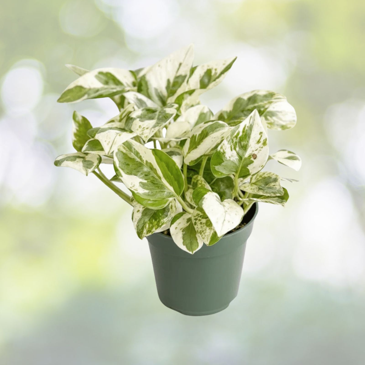 Pearls & Jade Pothos 8” Hanging Basket, Live Variegated Epipremnum aureum, Low Maintenance Houseplant, Indoor Plant, Starter Plant