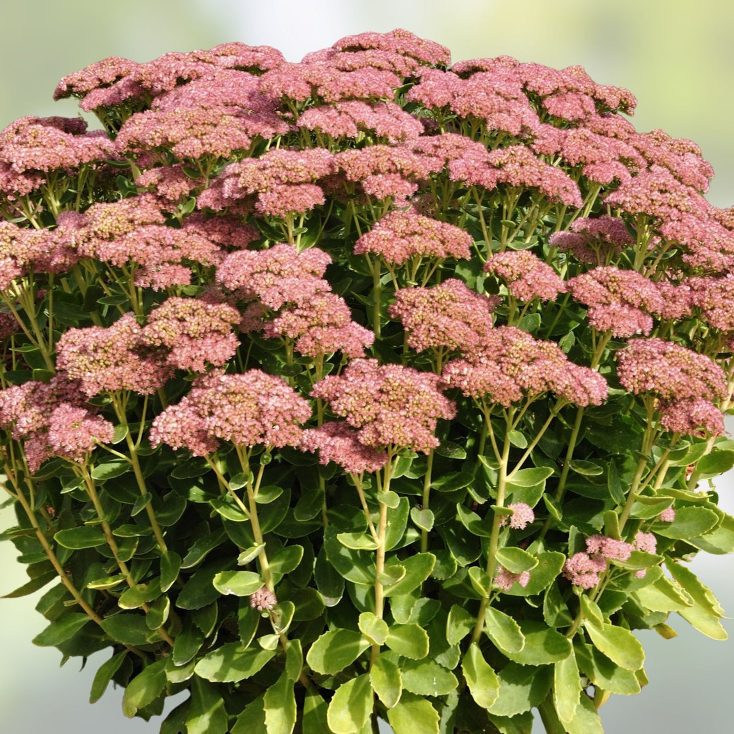 Autumn Joy Stonecrop Sedum Plants - 10 Young Perennial Plants - Pink Flowers - Sedum telephium