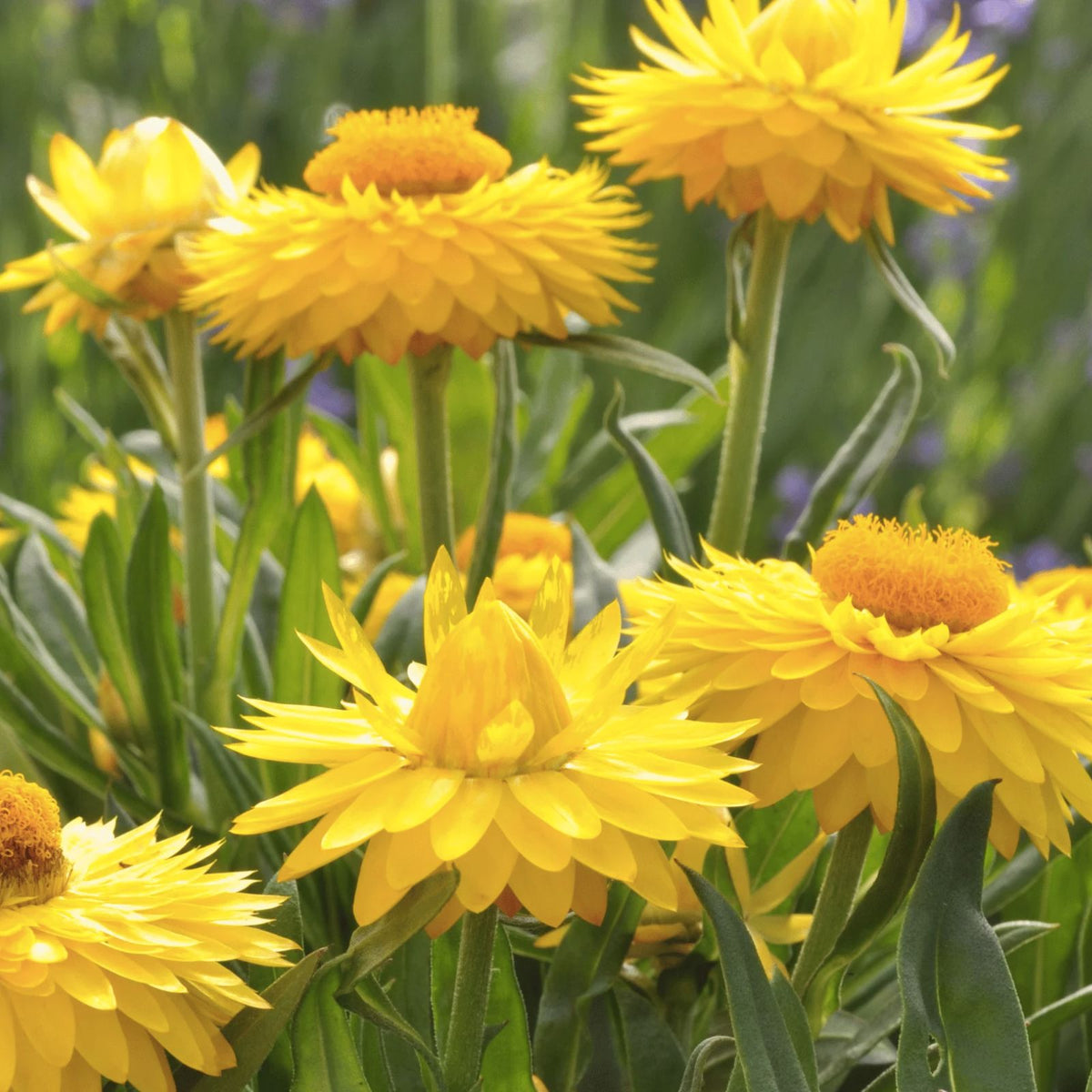 Golden Yellow Strawflower Seeds | 100 Non-GMO Seeds | Helichrysum bracteatum | Free Shipping