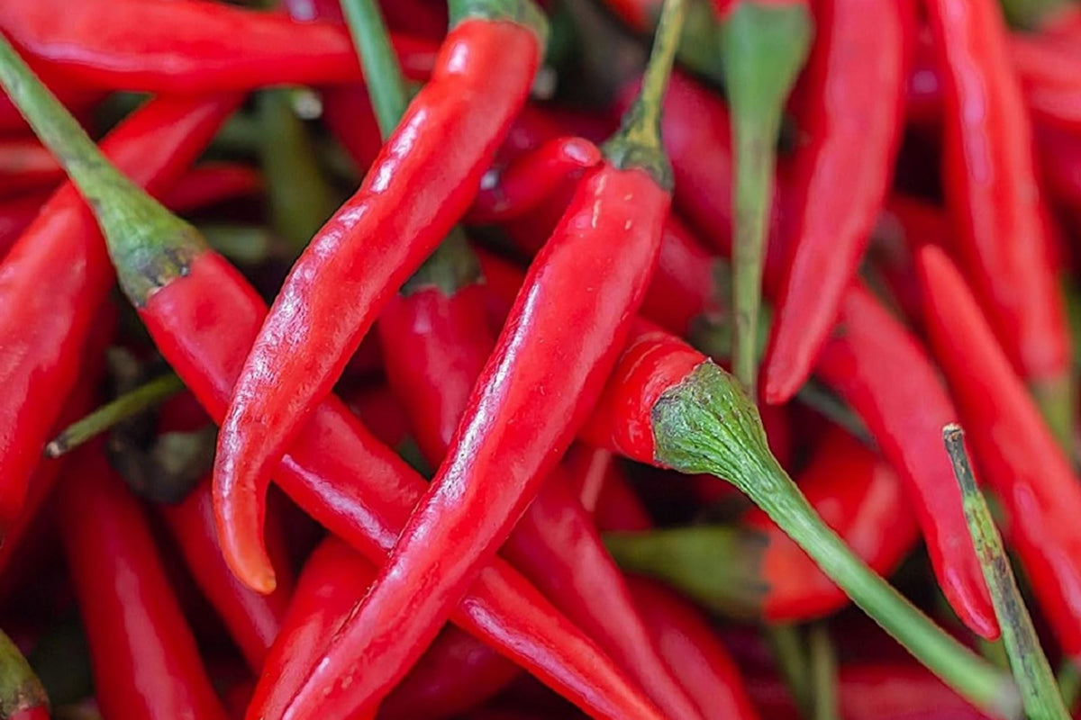 Hot Cayenne Long Slim Pepper Seeds - 40+ NON-GMO Heirloom - Capsicum annuum - Ideal for Spicy Dishes & Home Gardening