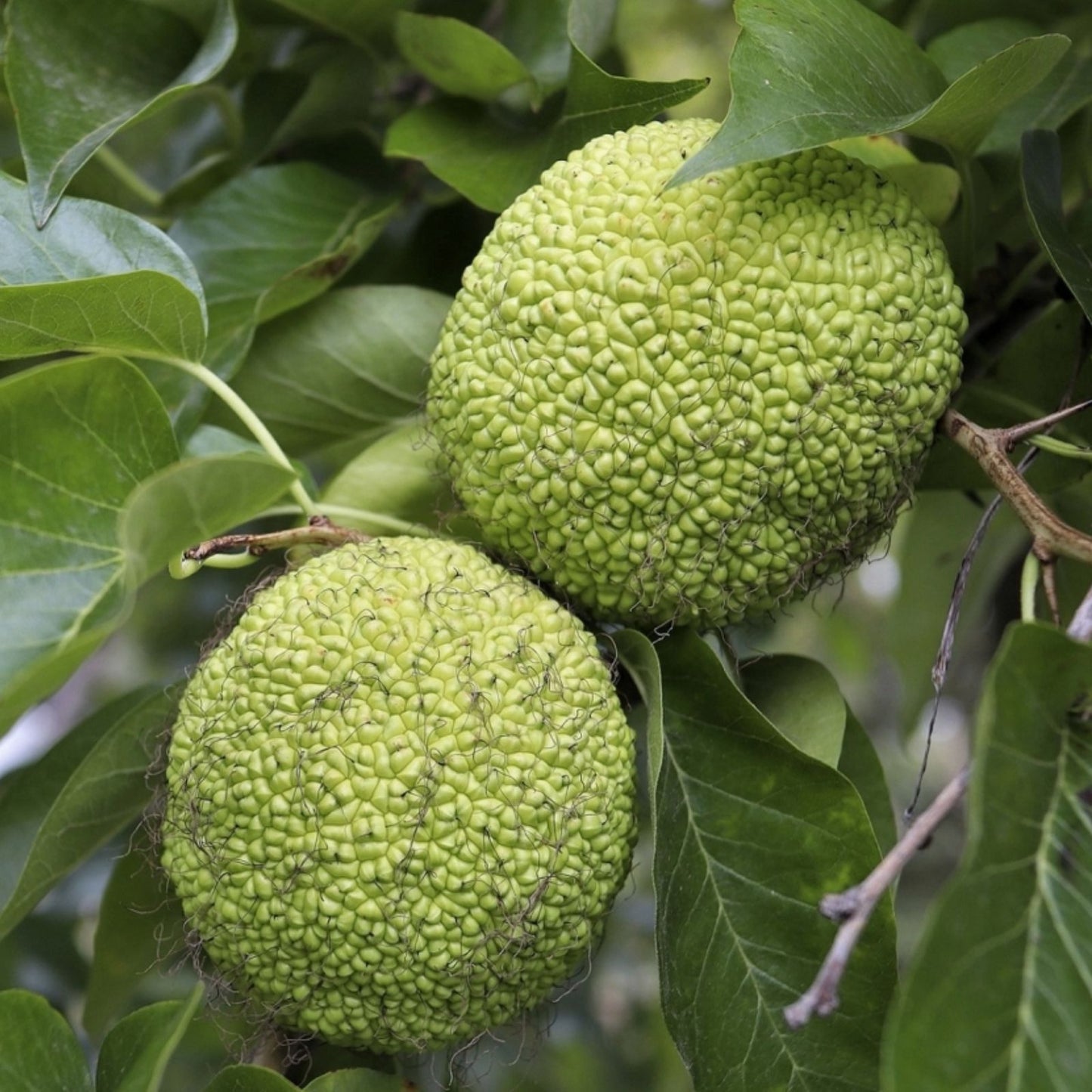 10 Hedge Apple Seeds Osage Orange Tree Maclura pomifera Live Plant Cutting Bare Root Starter Plant