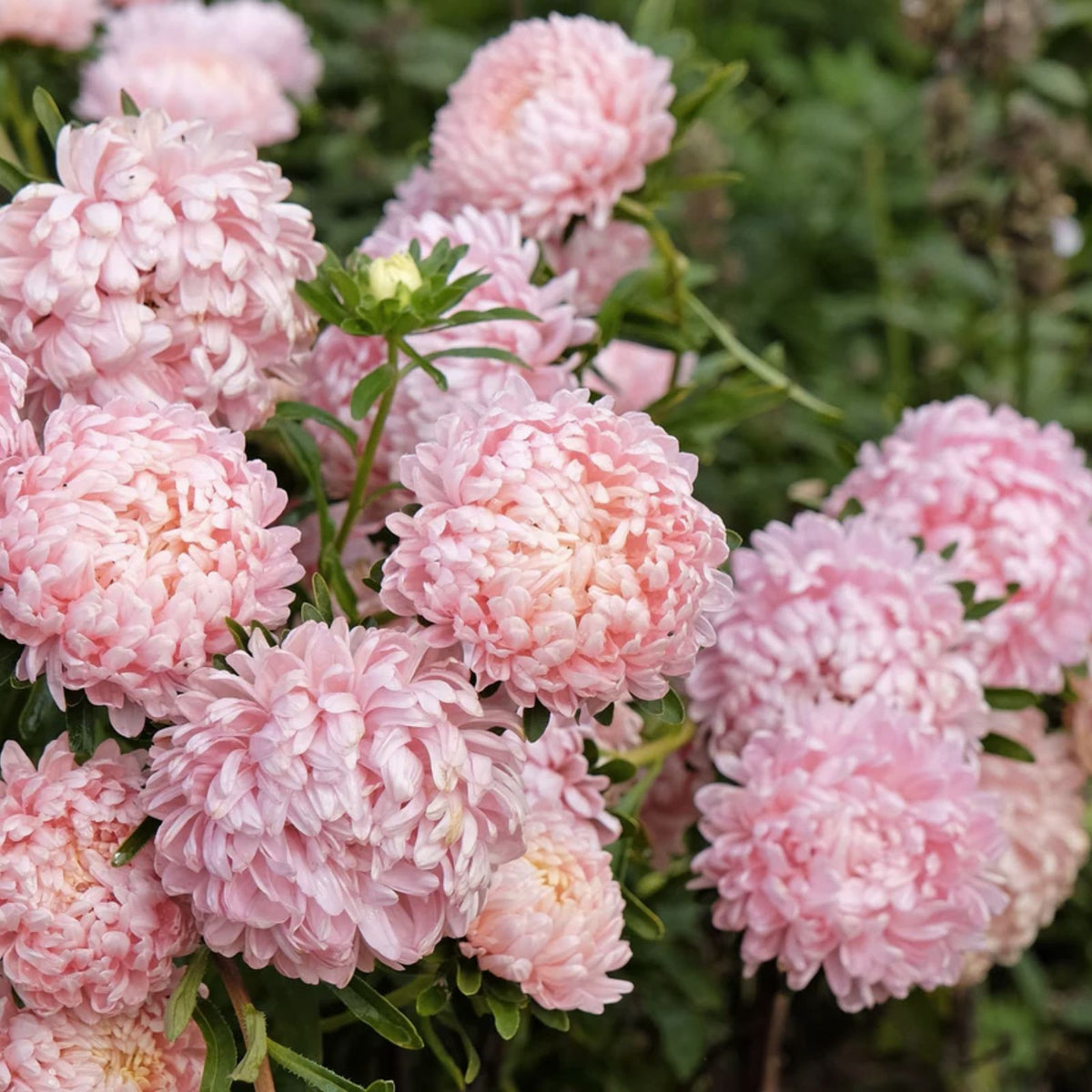 Peony Seeds | 50 Duchess Apricot Aster | Paeony | Flower Seeds for Garden Planting | Free Shipping
