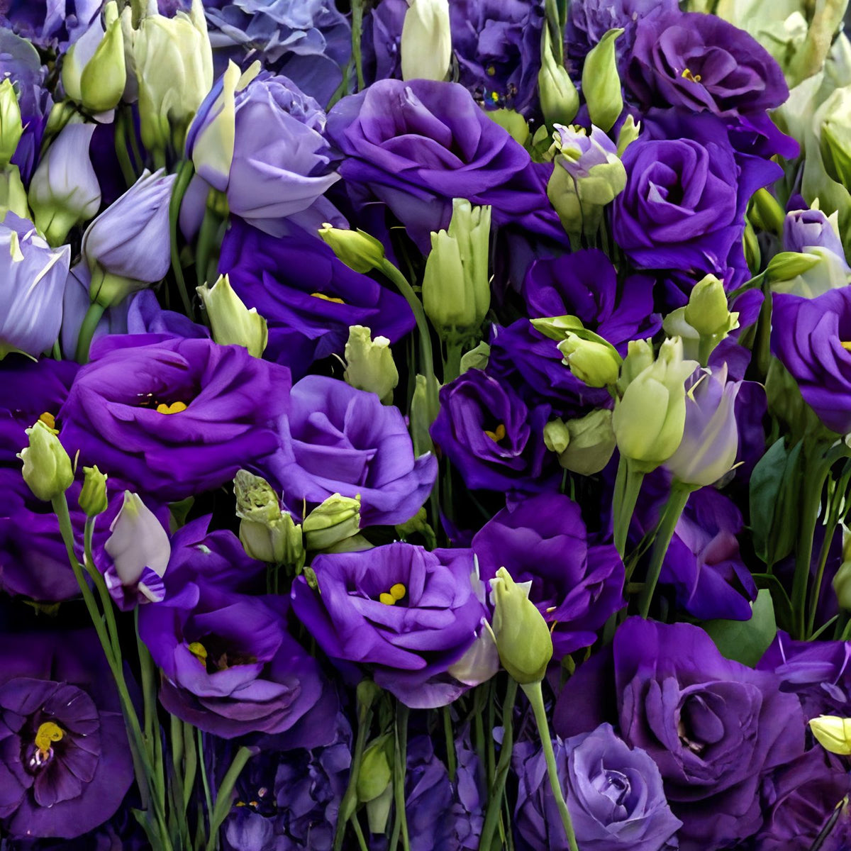 Lisianthus Seeds for Planting - 1000 Mixed Color Eustoma Flower Seeds, Thornless, Premium Quality