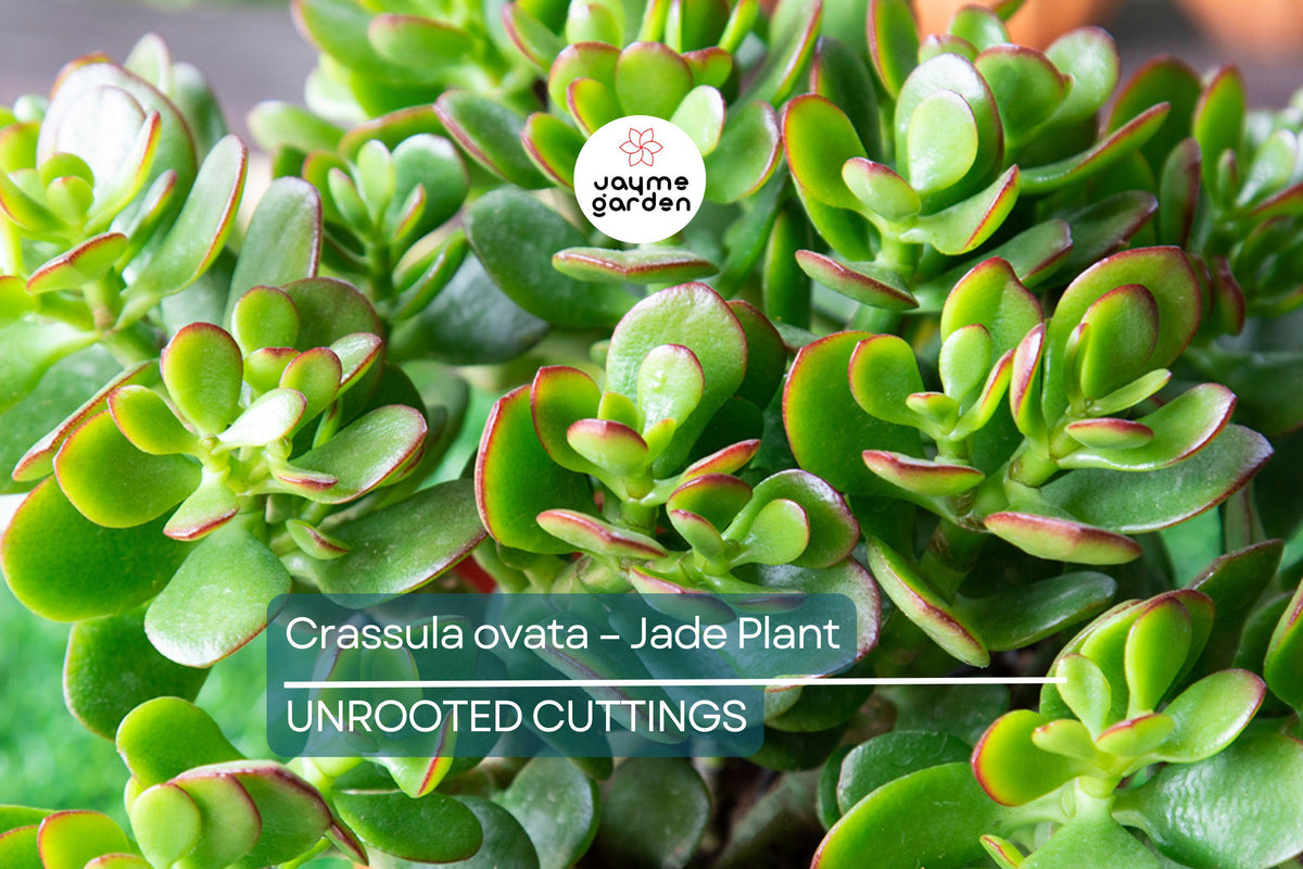 Christmas Cactus Starter Plant - Miss Shimano - Schlumbergera Truncata - Well-Rooted Indoor Cactus for Holiday Decor