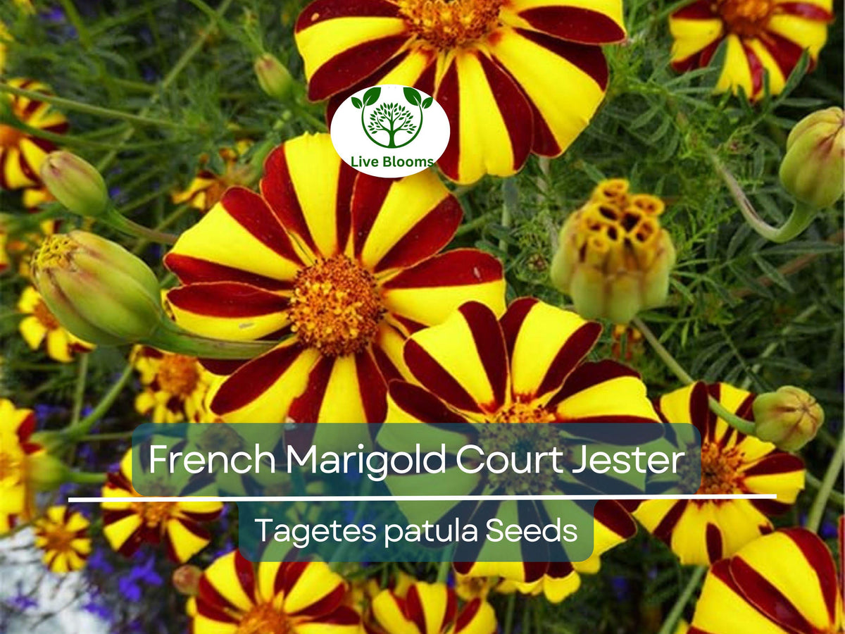 100 Seeds French Marigold Court Jester Harlequin - Non-GMO, Pollinator-Friendly, Vibrant Blooms (Tagetes patula)