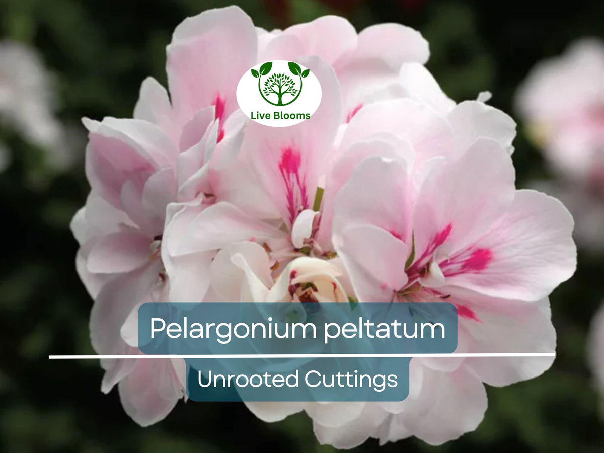 2 Unrooted Cuttings of White Pink Pelargonium Peltatum Trailing Ivy Geranium, Indoor/Outdoor | Geranium peltatum